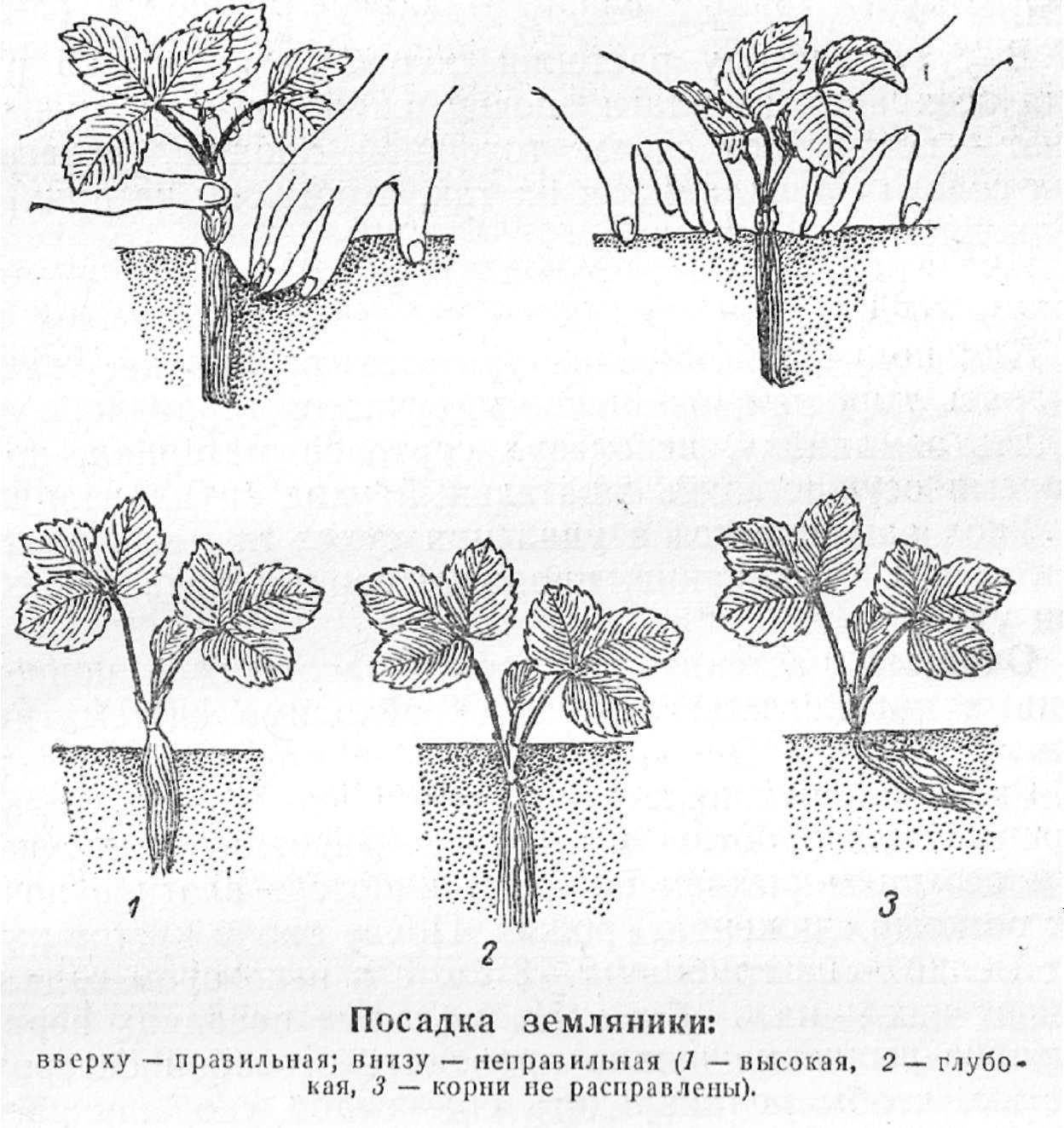 Правильная посадка клубники