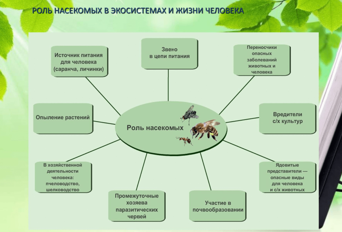 дербенники экосистемы насекомые