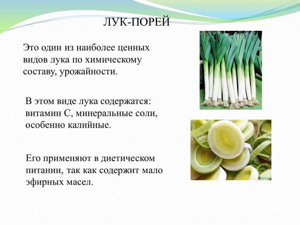 Лук-порей в кулинарии и здоровье