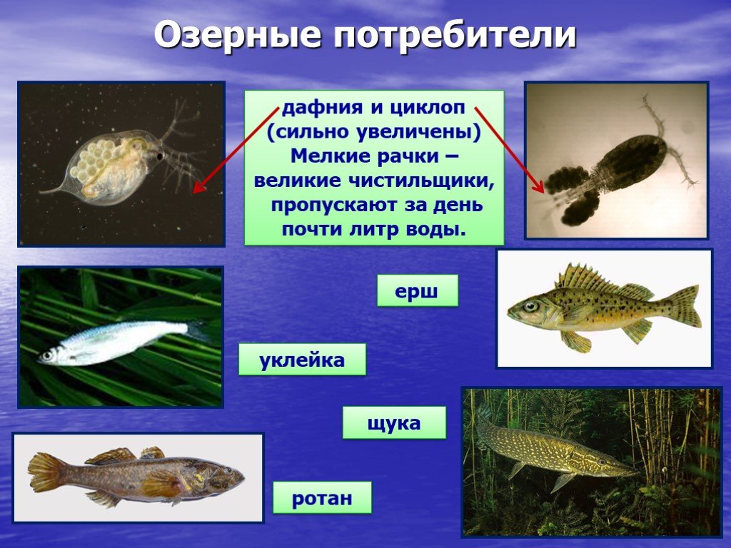 Ротан в экосистеме водоема