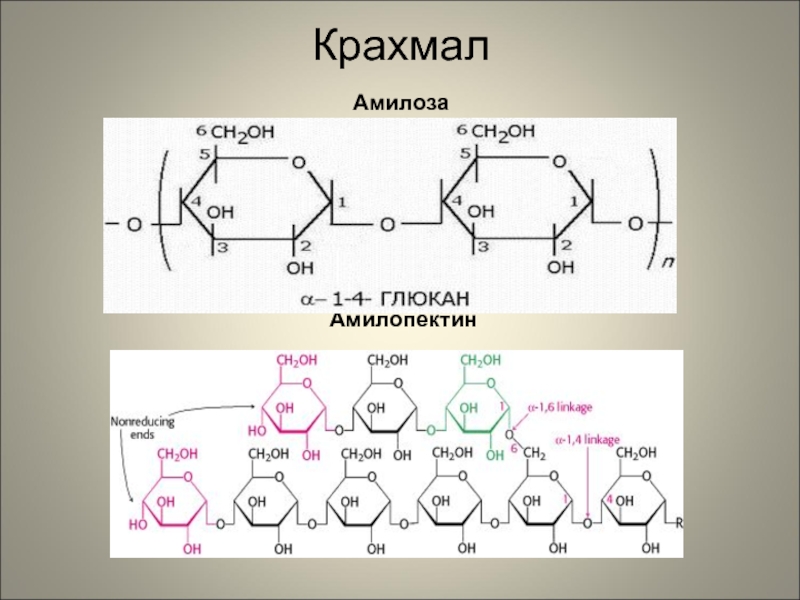 Структура крахмала амилоза амилопектин
