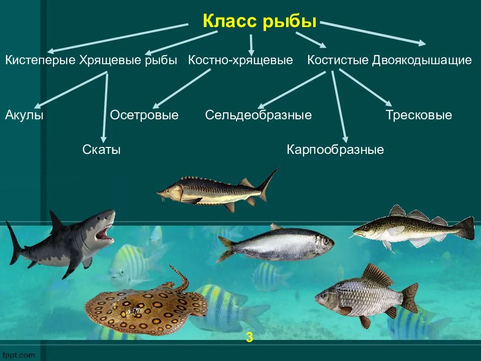 Хрящевые и костные рыбы презентация