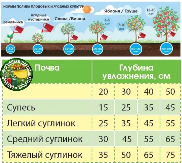 Полив и удобрение сабельника