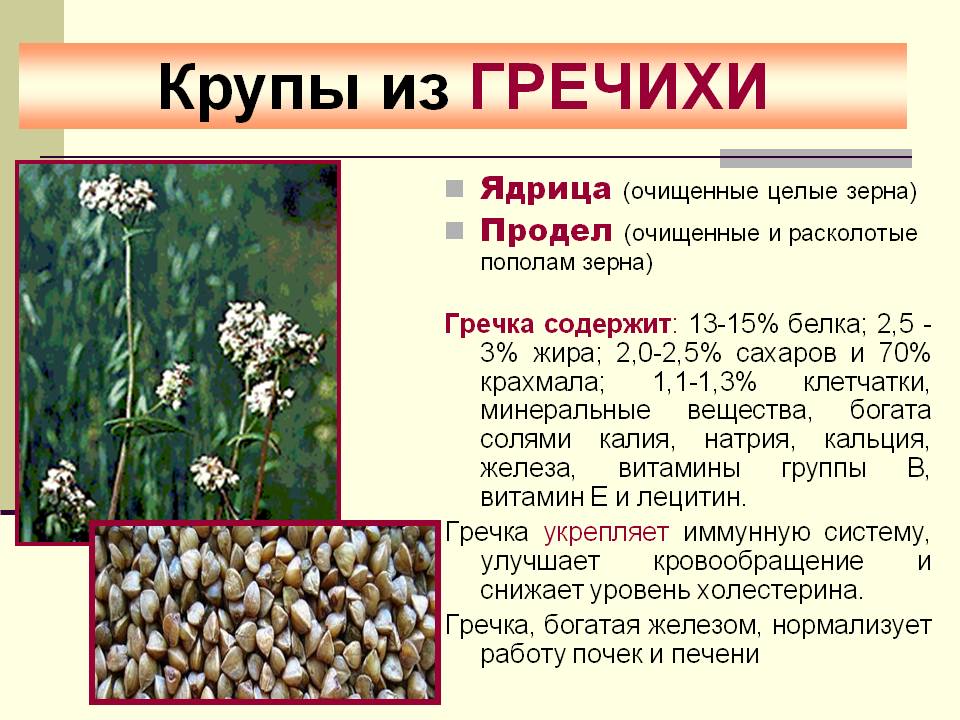 Откуда берется крупа. Крупы из гречихи. Виды крупы из гречихи. Гречневую крупу получают из растения - гречиха. Гречиха культурное растение.