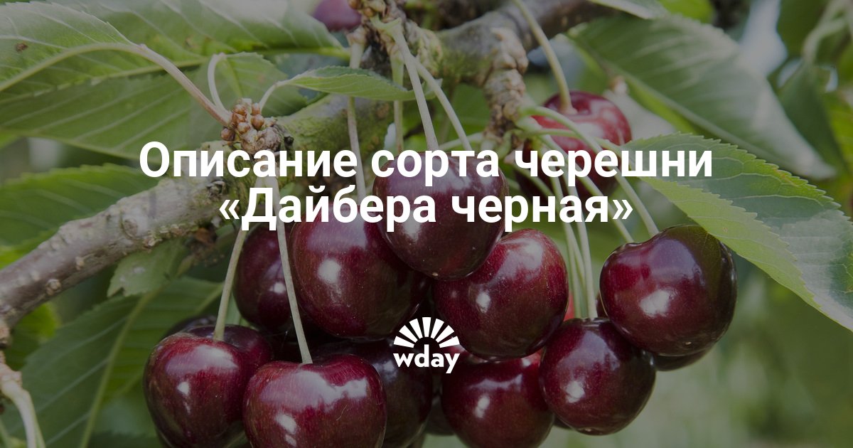Дерево Дайбера черной в