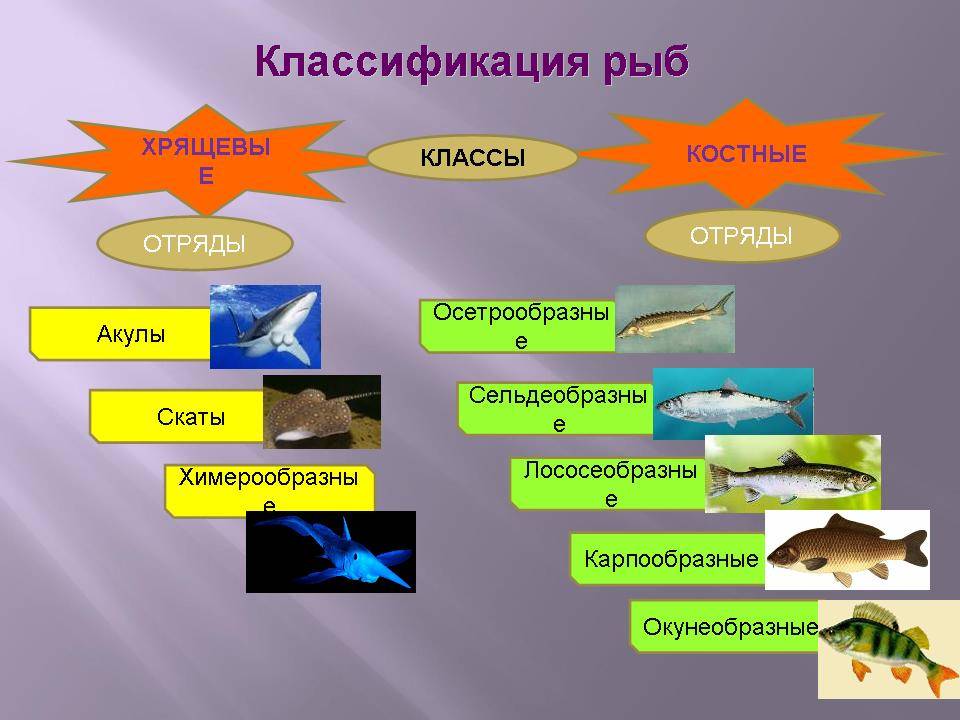Хрящевые рыбы: скаты