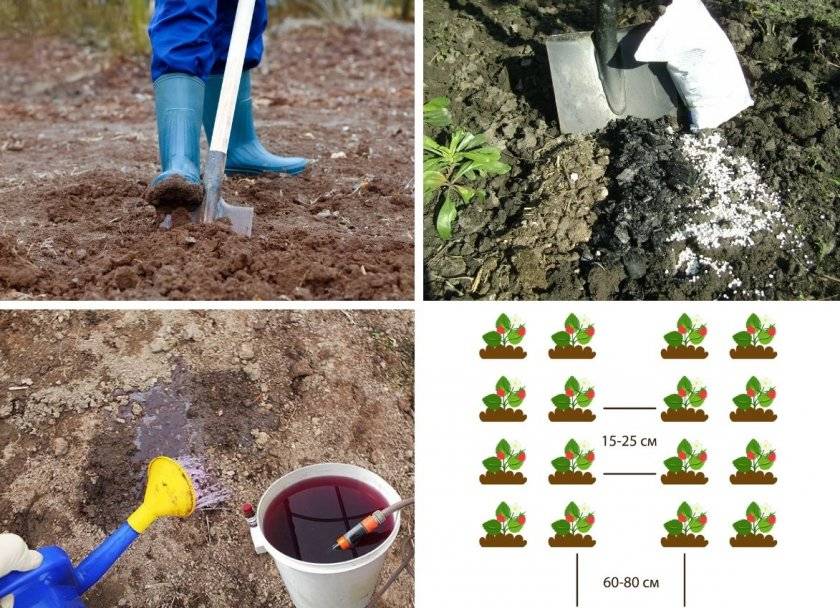 Подготовка почвы для выращивания клубники