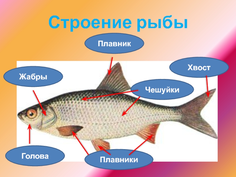 Рыбы жабры кожа плавники
