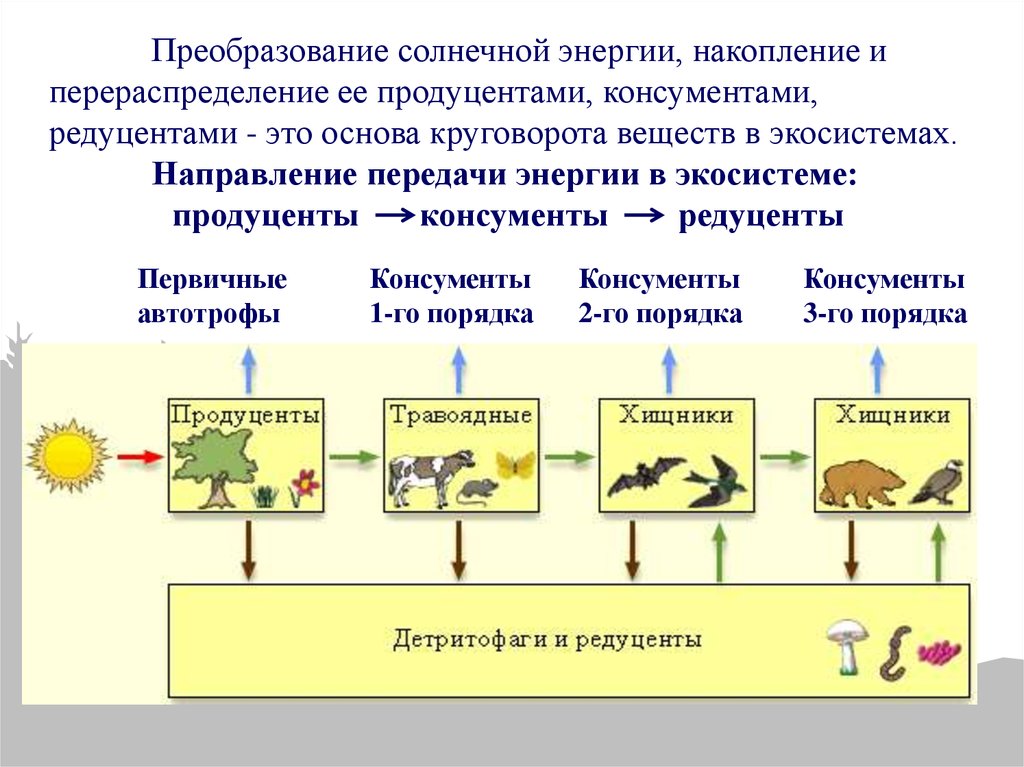 Дербенники в экосистеме