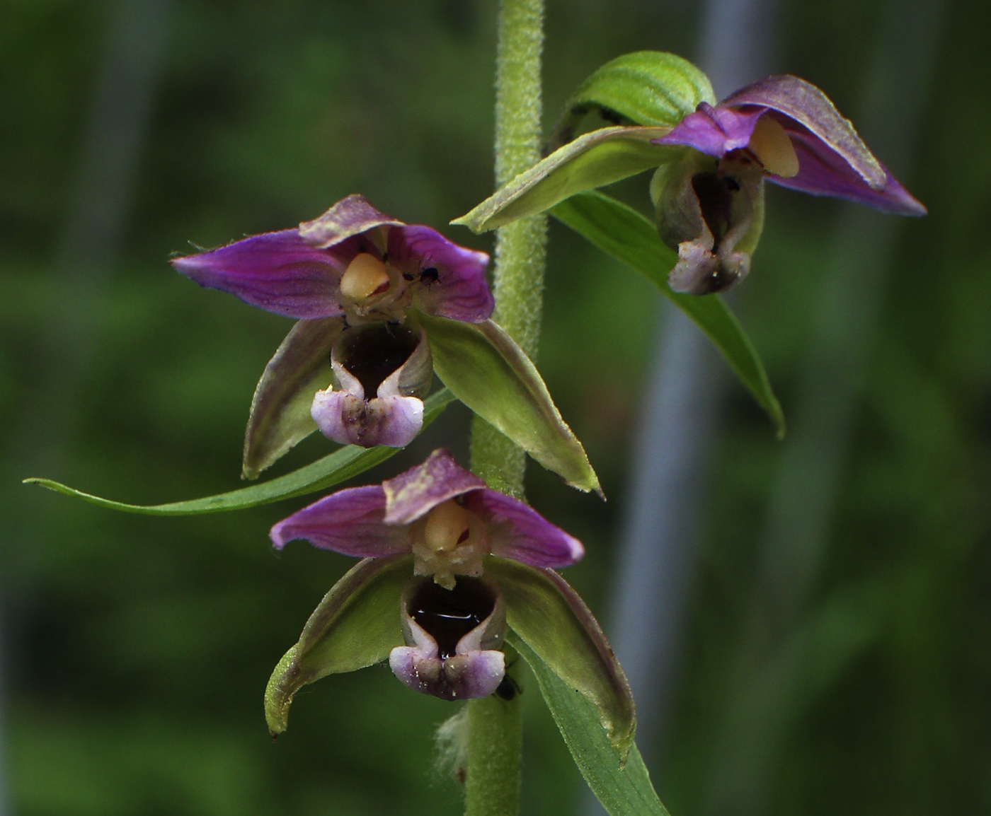 Epipactis helleborine фото