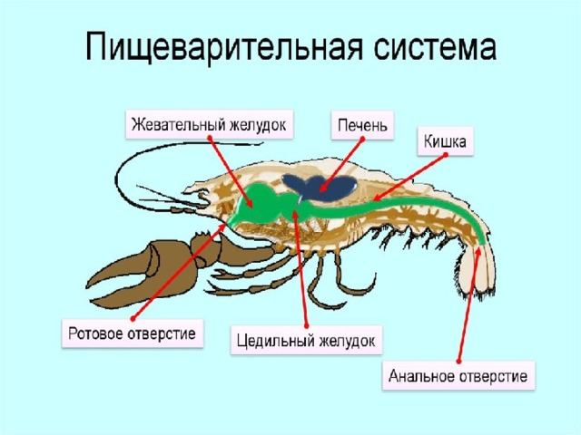 Креветки пищеварительная система картинки