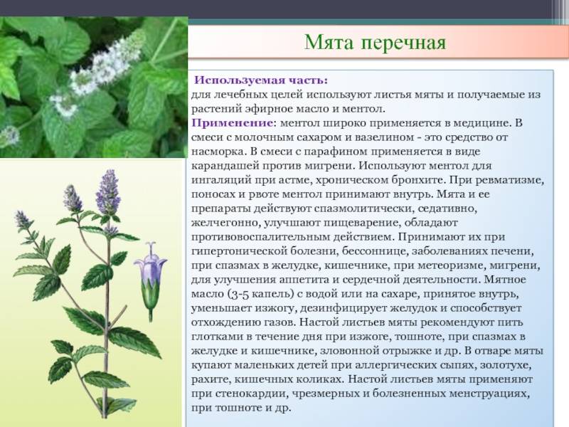 Листья мяты перечной: фотография