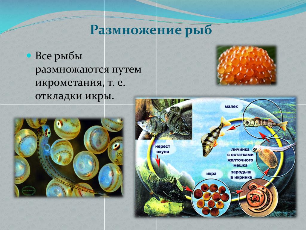 Методы размножения рыб