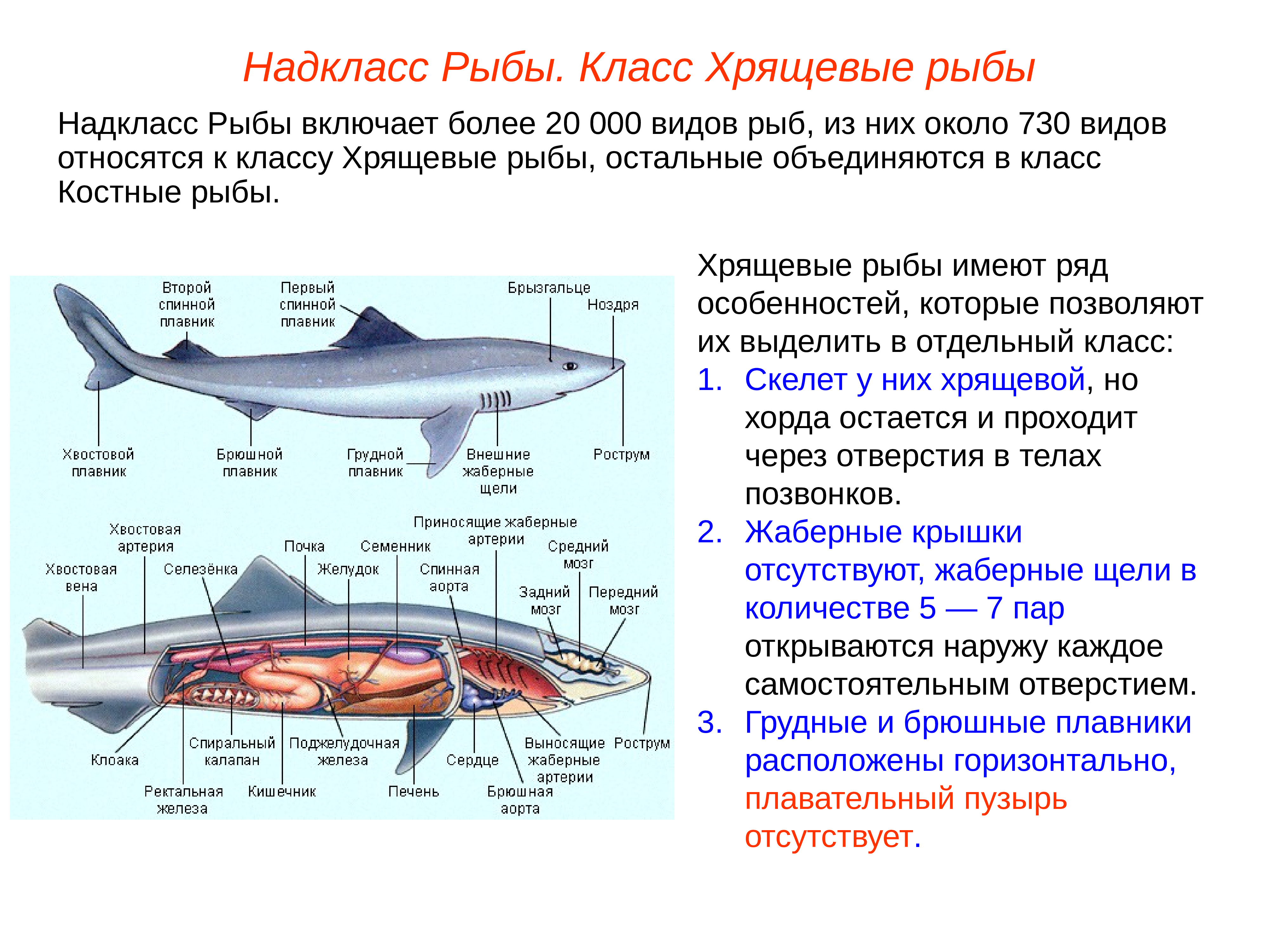 Хрящевые рыбы: скаты