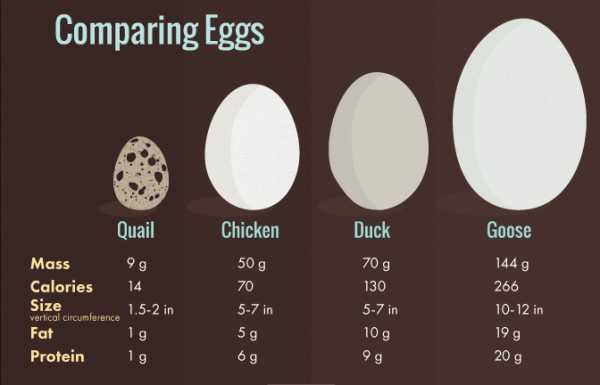 Утиные яйца калорийность