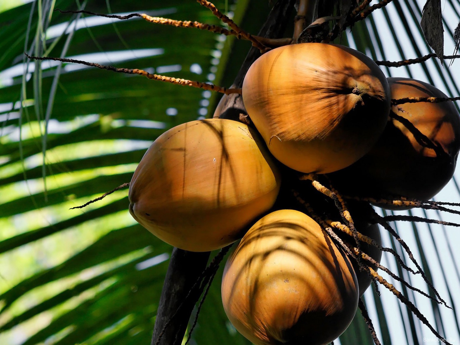Кокосовые пальмы и кокосы их плодов