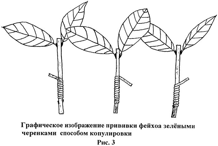 Размножение фейхоа черенками и семенами