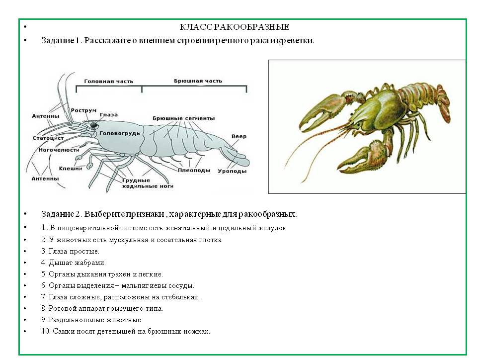 Строение креветки схема