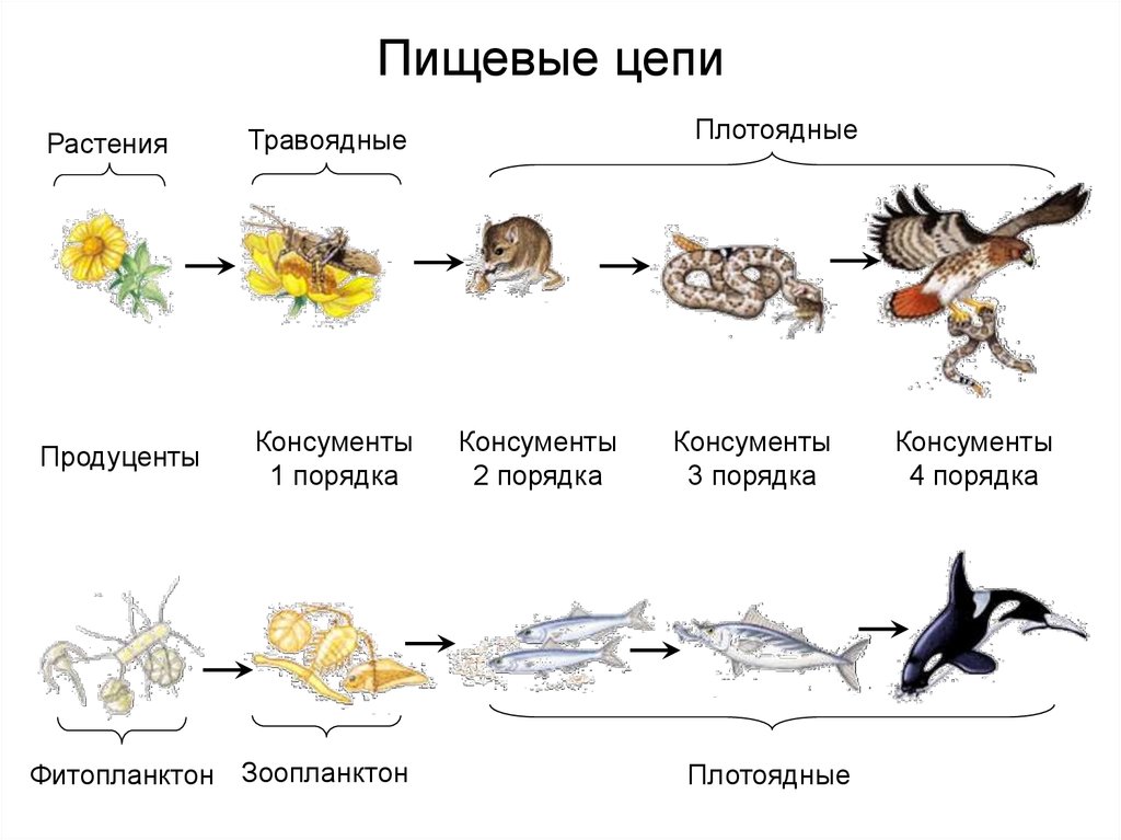 Дербенники в пищевой цепи