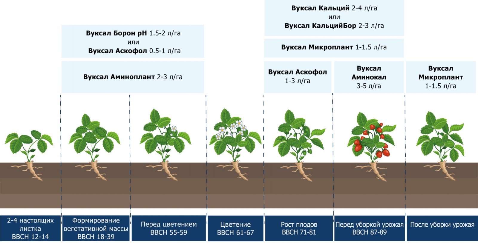 Схема подкормки клубники в открытом грунте таблица