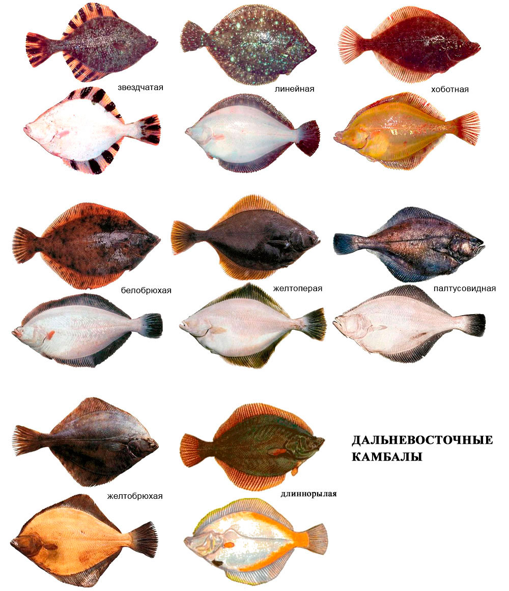 Картинки камбалы разных видов