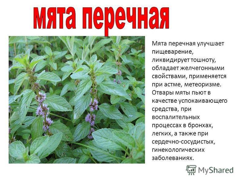 Фото листьев мяты перечной