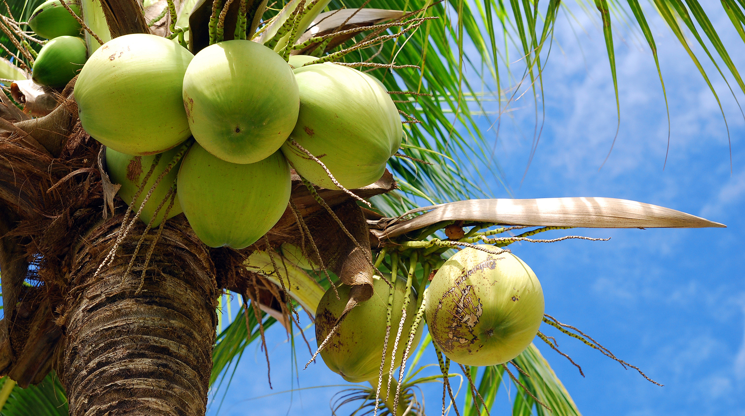 Картинки кокосовых пальм