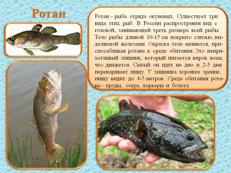 Можно ди рыба. Пресноводная рыба ротан. Ротан-головешка Perccottus glenii. Озерная рыба ротан. Ротан головешка рыба.