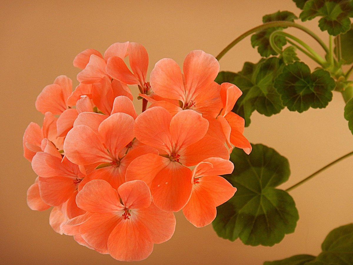 Пеларгония цветок фото