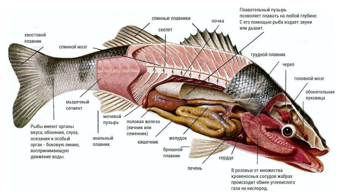 Сазан рыба фото анатомия