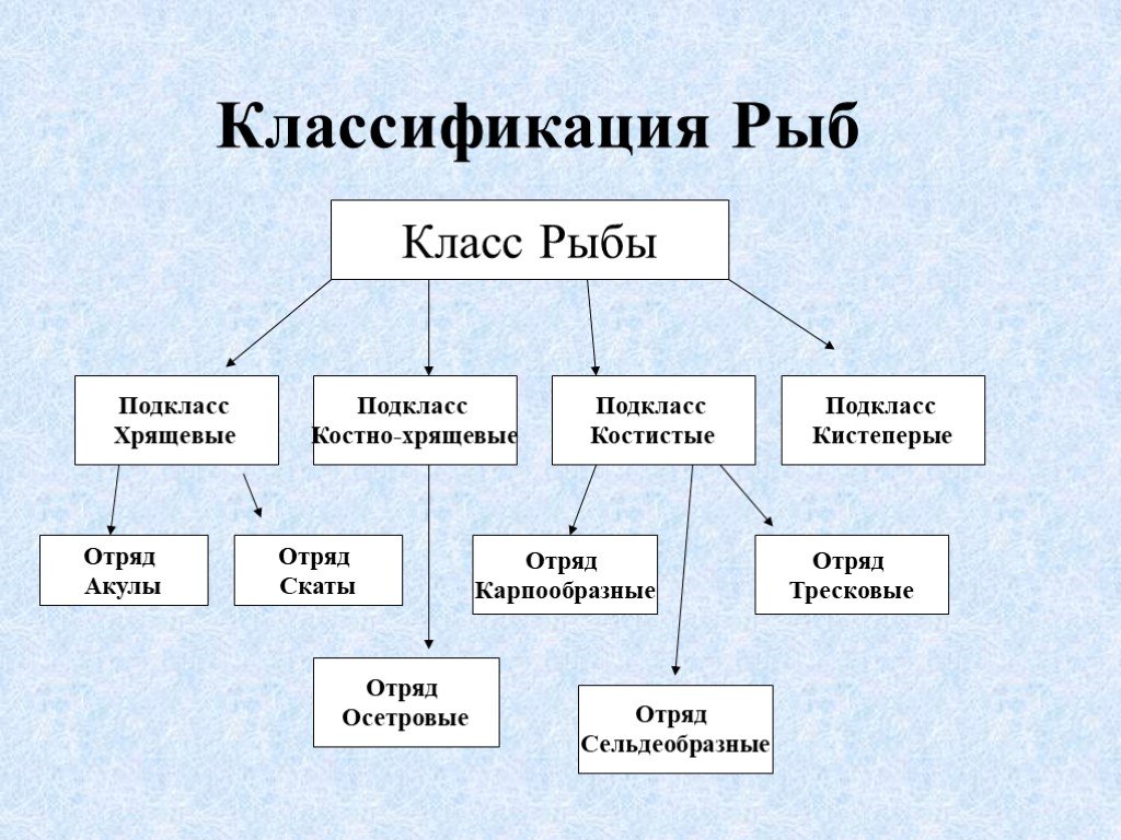 Хрящевые рыбы: скаты