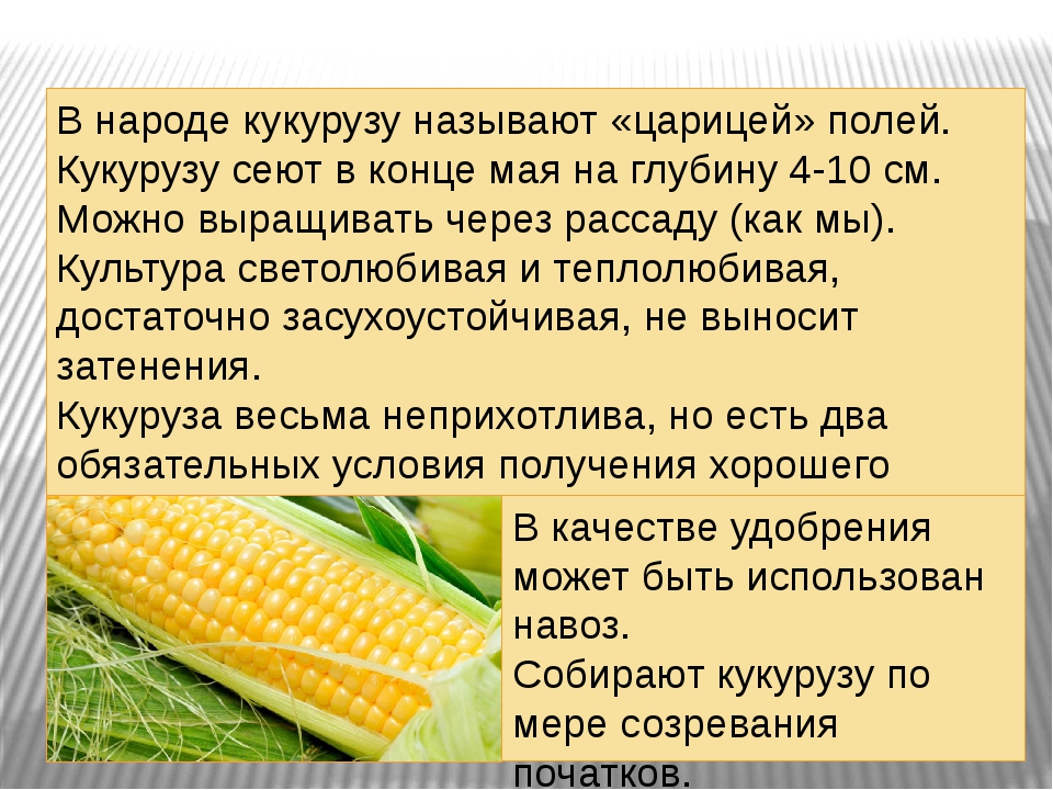 Противопоказания к употреблению вареной кукурузы у детей
