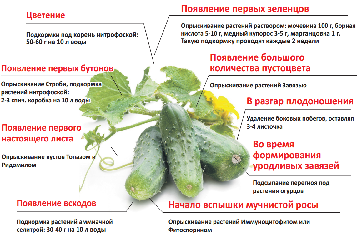 Выращивание огурцов на балконе