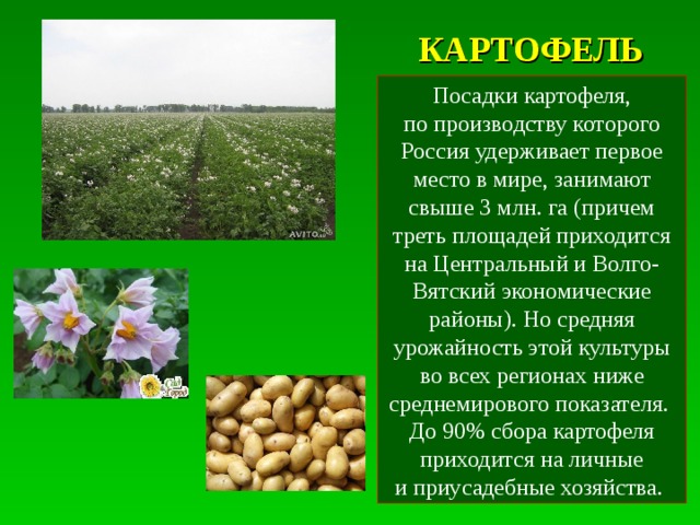 Выращивание картофеля в разных климатических условиях
