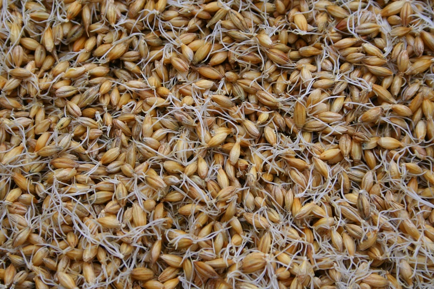 Зеленый пшеничный солод для браги