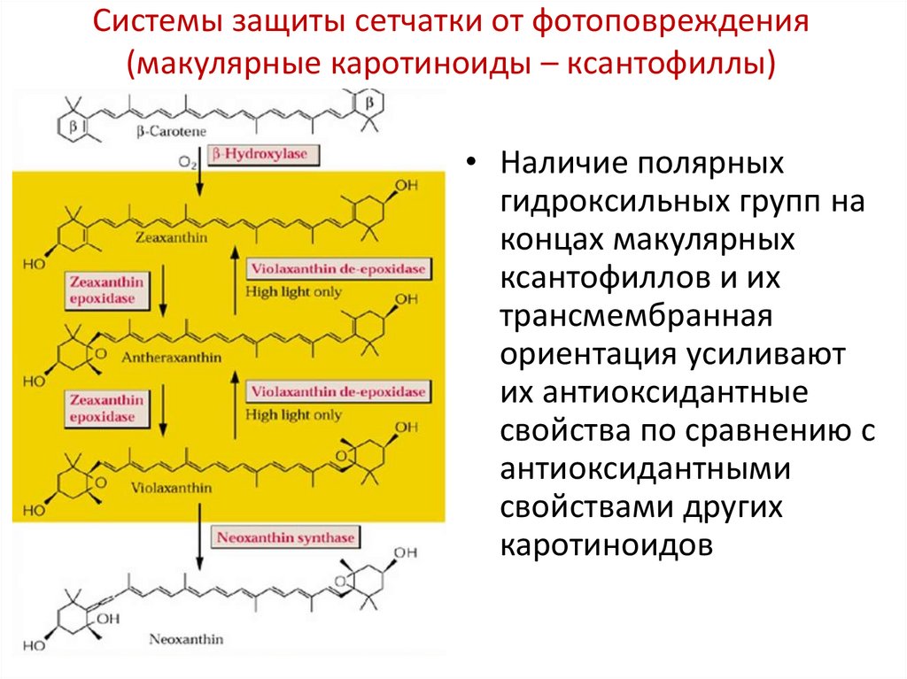 Кускус пшеничный антиоксиданты глаза каротиноиды