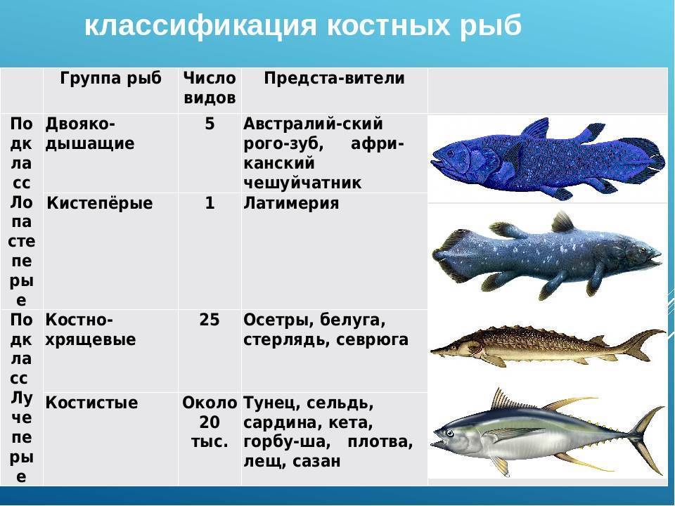 Хрящевые рыбы: скаты