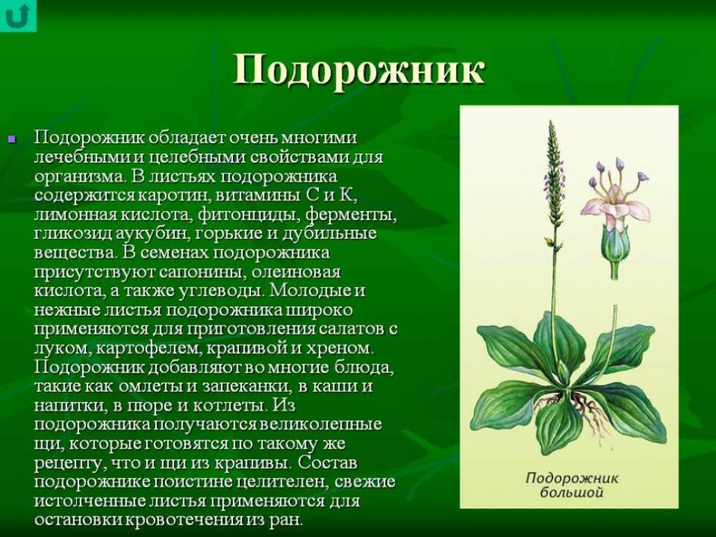 Подорожник играл важную роль в жизни людей на протяжении