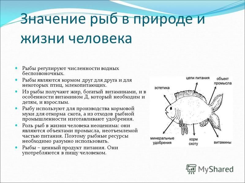 Ротан питание водными беспозвоночными и растительной пищей