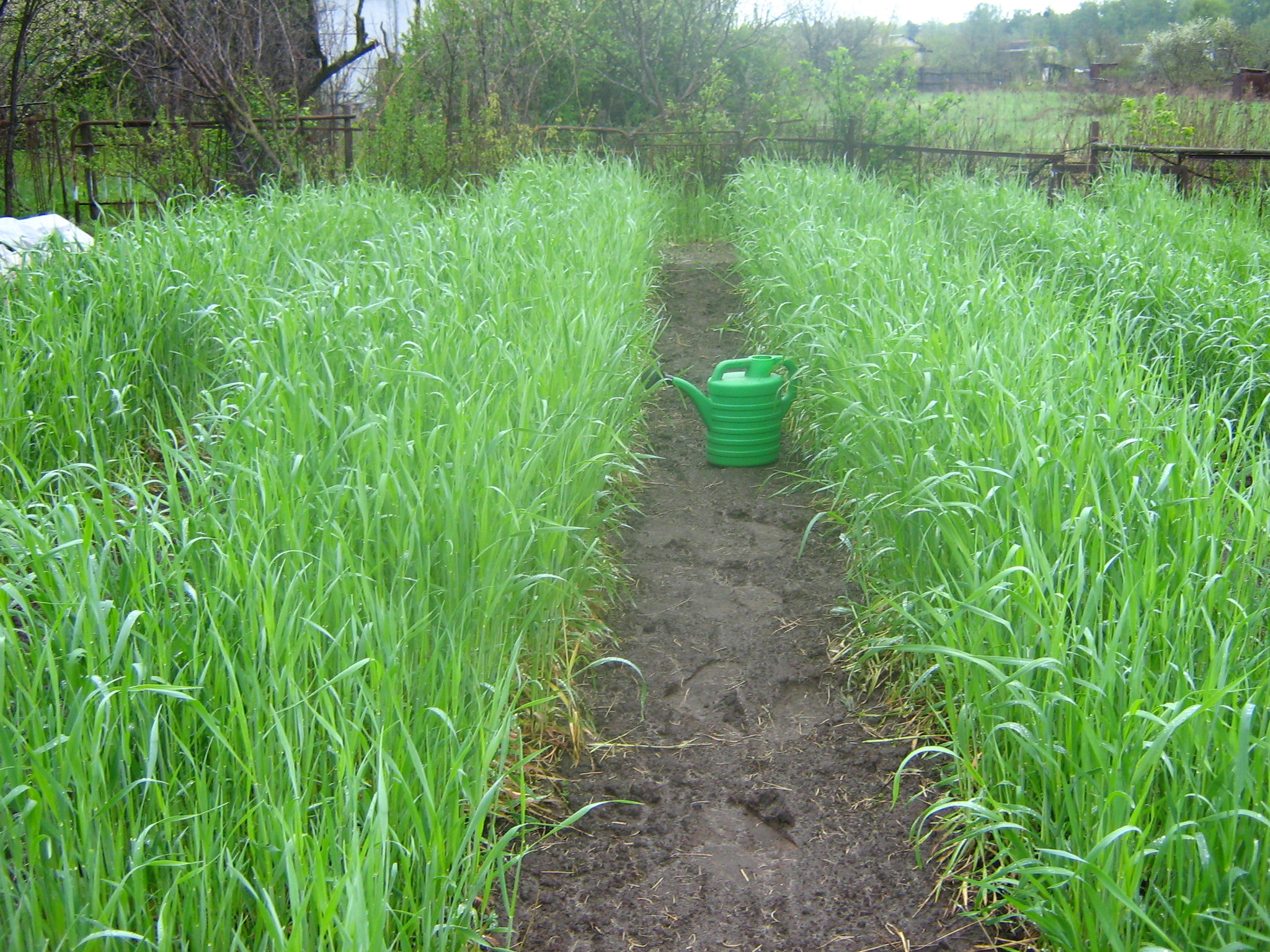 выращивание пшеницы на огороде