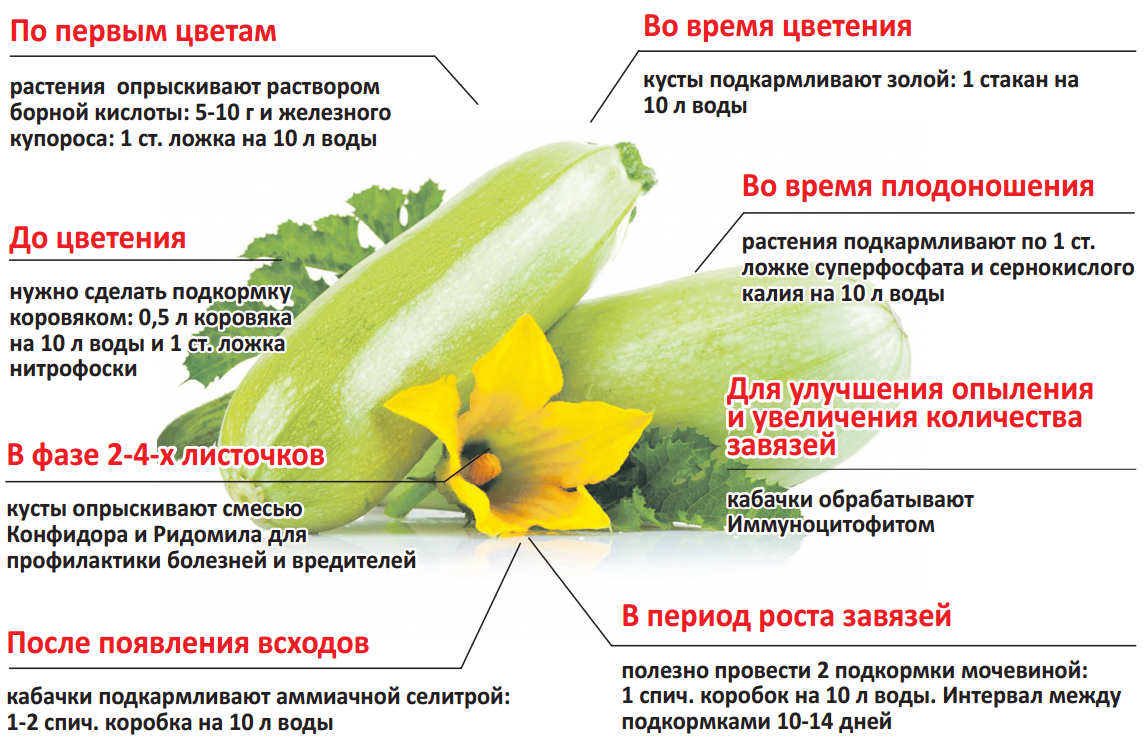 Различные степени спелости кабачков