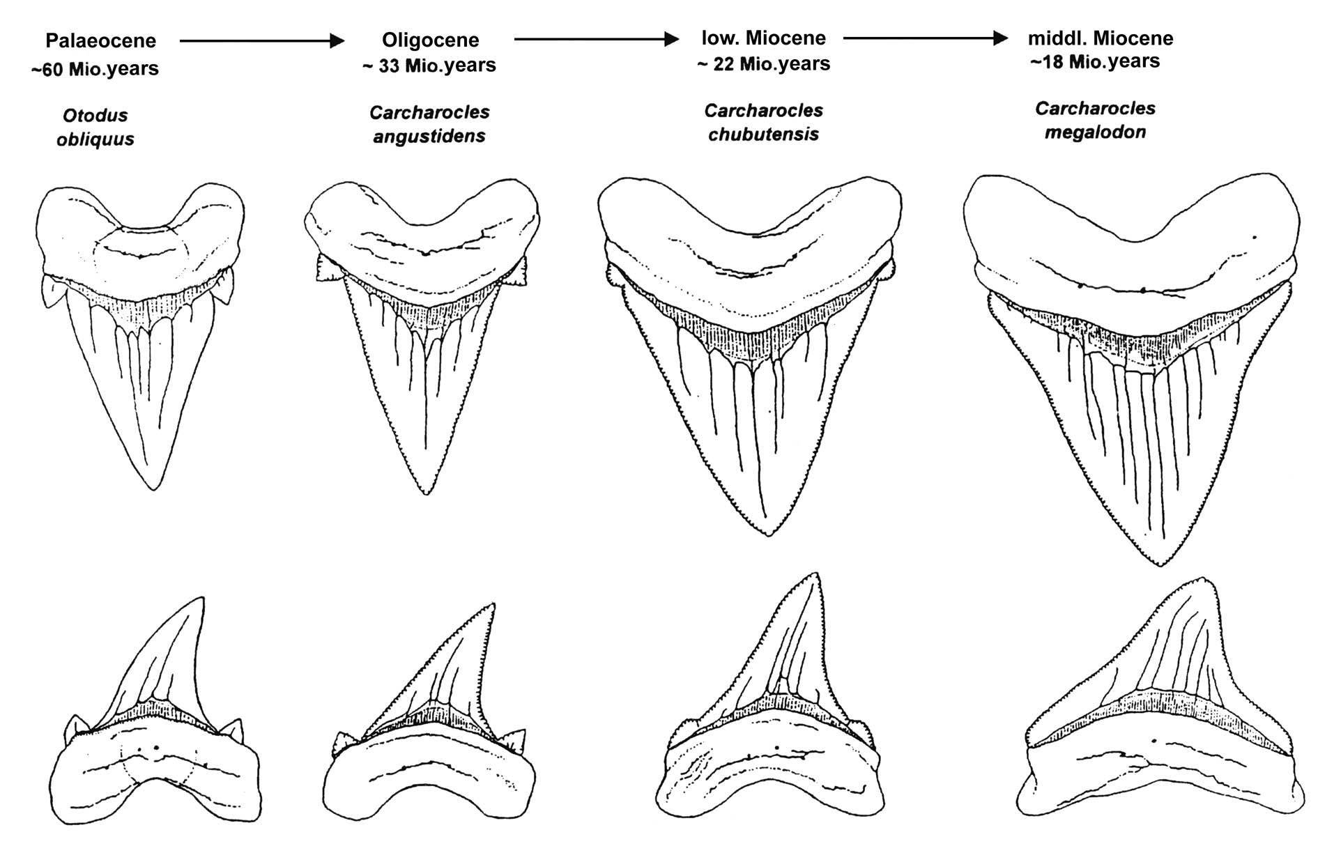 Зубы терпугов эволюция