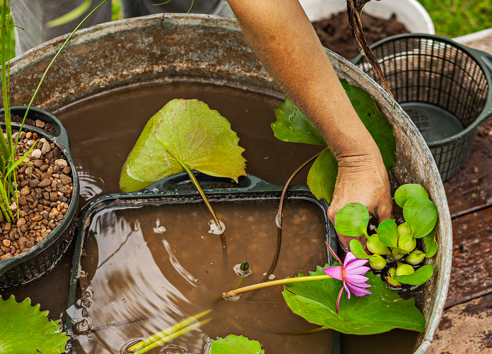 выращивание водяников водные растения