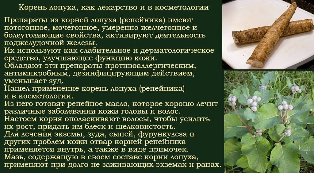 лопух для медицины и косметологии