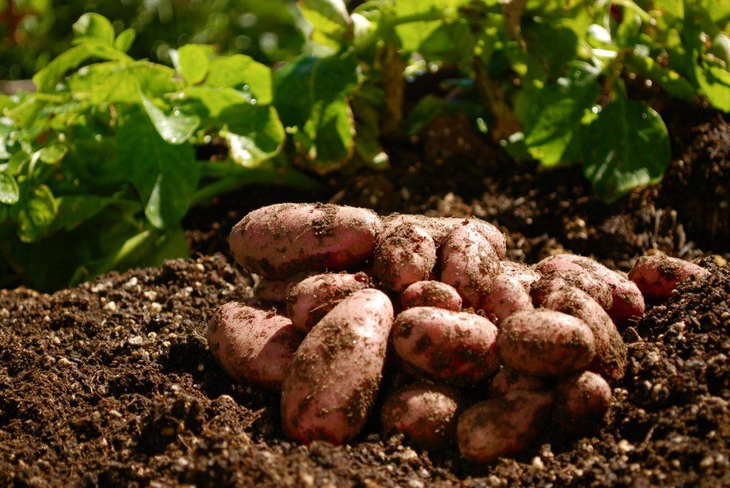 картофель выращивание огород