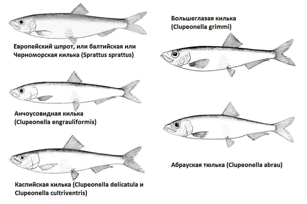 Польза и вред кильки