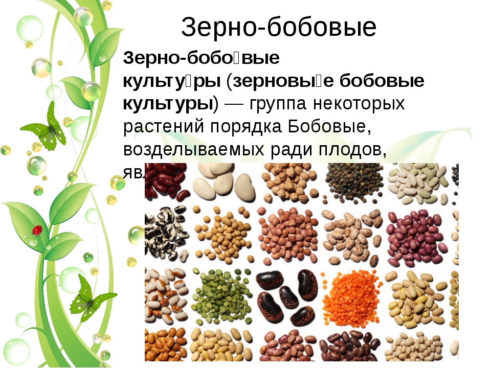 бобовые растения питательность