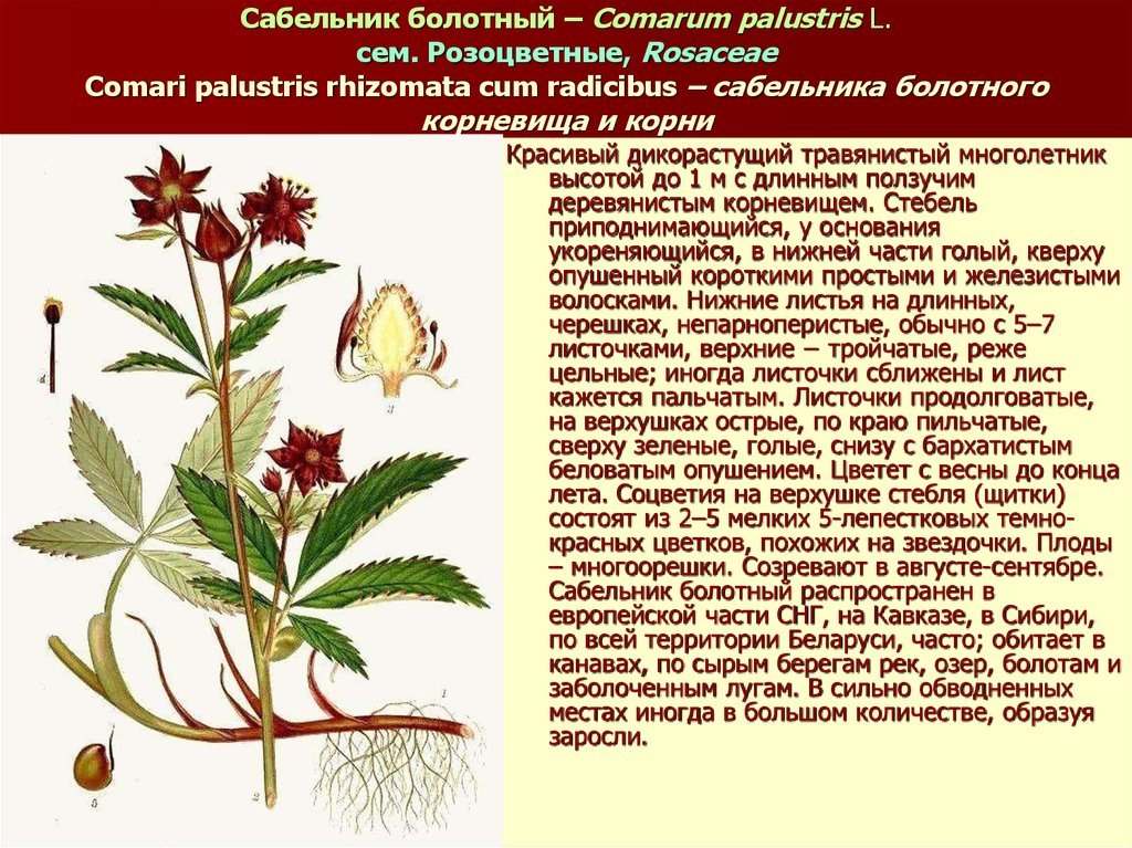 Методы размножения сабельника