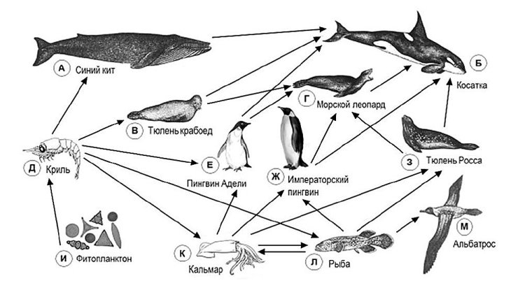 Криль в морских экосистемах