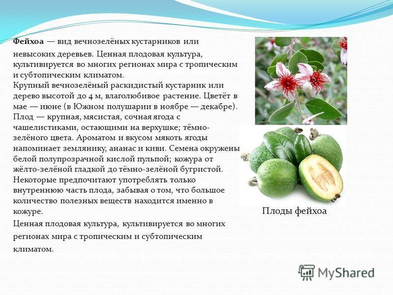 Как использовать фейхоа в кулинарии: рецепты и советы